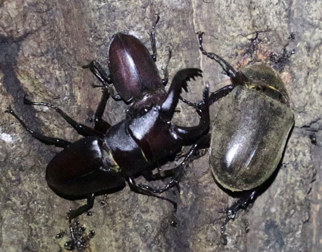 ノコギリクワガタのペア、カブトムシ_No.9のクヌギ_クワガタ達のオアシス_2023年8月14日19時25分 気温28.3度